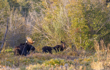 Bull and Cow Moose Rutting in Autumn in Grand Teton National Park Wyoming