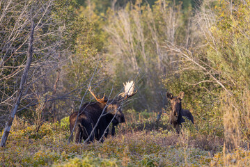 Bull and Cow Moose Rutting in Autumn in Grand Teton National Park Wyoming