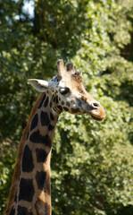 Obraz premium Portrait of a giraffe with long neck and unique pattern. Wild animal in safari park, herbivore mammal, zoology and wildlife conservation background for educational projects.