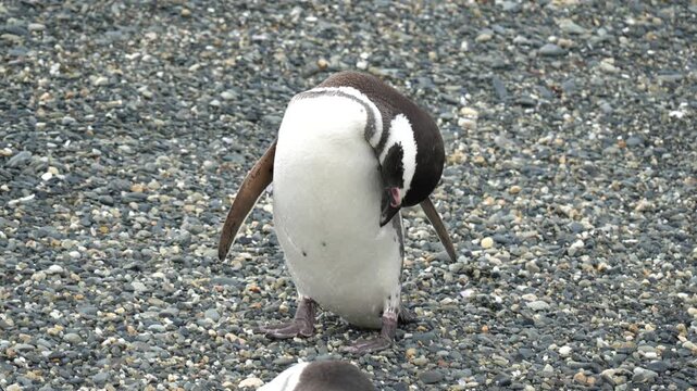 magellanic and papua patagonia penguins on the shore of beagle channel
