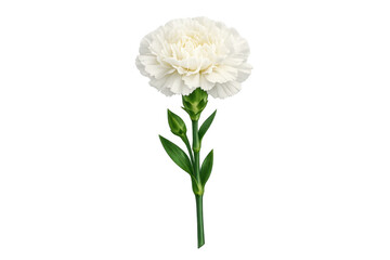 Fototapeta premium White carnation flower blooming with green stem transparency