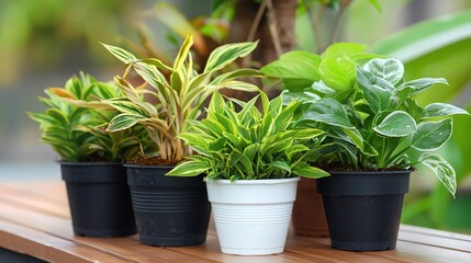 Obraz premium Assorted Potted Plants on Wooden Surface Vibrant Greenery and Contrasting Planters.