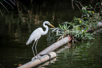 White bird stands on a log in a body of water. The bird is a crane. The water is calm and the sky is clear