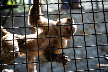 Energetic juvenile monkey hanging in sunlit environment, Vibrant juvenile squirrel monkey clinging to enclosure with curious gaze