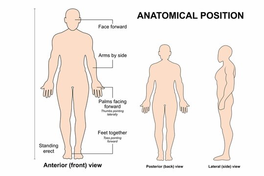 Anatomical Position, Flashcard Poster, Human