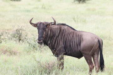 The blue wildebeest (Connochaetes taurinus), also called the common wildebeest, white-bearded gnu or brindled gnu, is a large antelope and one of the two species of wildebeest.