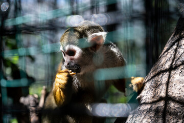 Furry squirrel monkey happily munching underneath tree branches, Primed primate contentedly savoring its meal under leafy canopy shade
