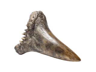 Close-up of a prehistoric fossilized shark tooth, showcasing its jagged edges and ancient texture. The tooth is a testament to the ocean's prehistoric life Isolated Transparent Background, PNG