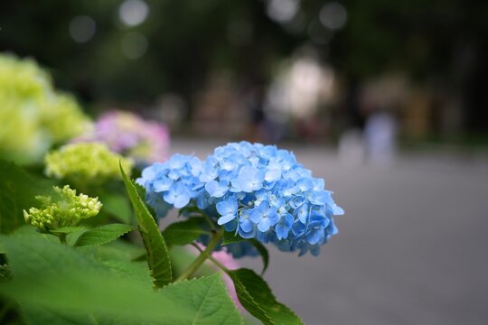 Guangzhou street view with hydrangea flowers in historic Shamian island neighborhood, also known as Shamiandao. Liwan District of Guangzhou, Guangdong, China.