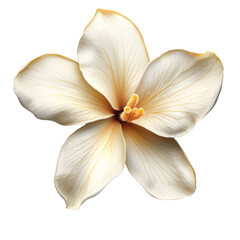 Close-up white flower petals isolated on transparent background