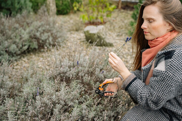 Woman trims lavender plants in a garden during a sunny day in autumn