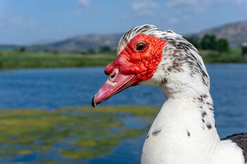 Muscovy duck (Cairina moschata) in Agia (Ayia) lake in Chania Crete
