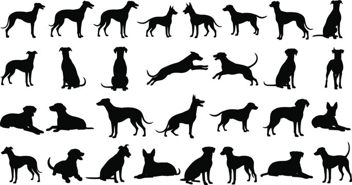 Black Dog Silhouettes Set with Greyhound Terrier and Hound Profiles Standing Running and Sitting Poses Isolated on White Background for Pet Canine Vector Design