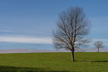 Campagna laziale presso Genazzano - Roma - Lazio - Italia