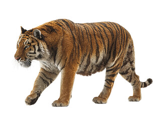 Obraz premium Majestic tiger in its full glory, showcasing its orange and black stripes. The big cat is captured in a confident pose, capturing its power and grace Isolated Transparent Background, PNG