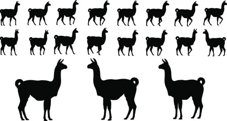 Obraz premium Black Llama and Alpaca Silhouettes Set with Walking Animal Profiles and Standing Vicuna Icons Isolated on White Background for Wildlife Vector Graphic Design