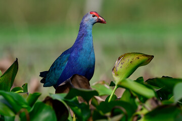 beautiful; bird stepping on pink flower of water lilly, purple or Grey-headed swamphen; Porphyrio poliocephalus