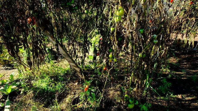 Rising camera revealing withered variety of tomato vines after first frost killed most plants and crops overnight