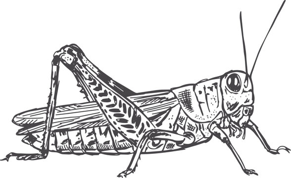 Vintage hand-drawn black ink illustration of a grasshopper in an engraving style