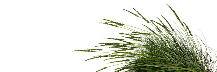 Pair of Deciduous Trees – Green Foliage and Distinct Canopies for Botanical and Landscape Design Themes © pngtree