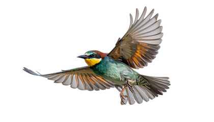 Fototapeta premium Bird Flying Gracefully Across Open Sky Representing Freedom and Nature