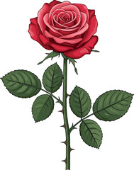 Red rose flower botanical illustration with stem leaves and thorns, romantic floral symbol isolated on white background for design use