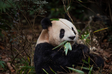 panda eating bamboo © André_Caillet