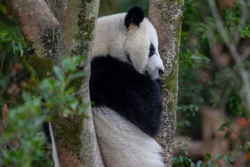 Obraz premium giant panda bear
