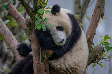 Obraz premium giant panda bear