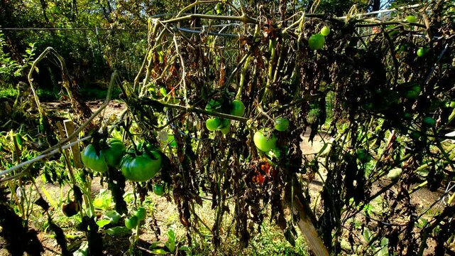 Last variety of unripe tomatoes hanging from withered vines after first frost killed most plants and crops