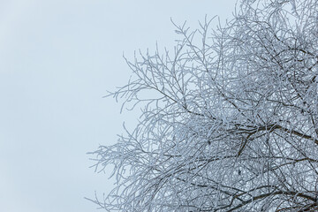 Obraz premium Frost-covered branches of a tree against a gray sky, showcasing intricate ice formations and a serene winter atmosphere in a natural outdoor setting