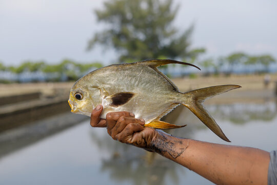 Fresh Florida Pompano Fish Held at Aquaculture Pond