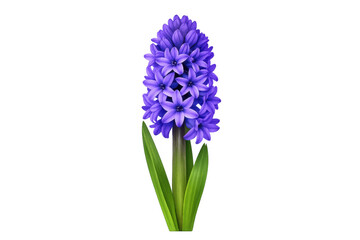 Obraz premium Purple hyacinth flower blooming with green leaves
