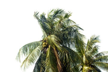 coconut palm tree isolated on transparent