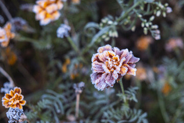 frosted marigold flower