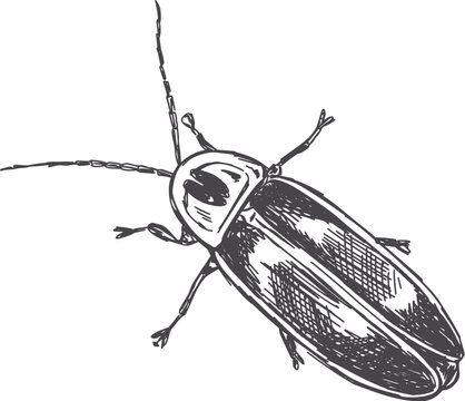 Hand-drawn vintage sketch of lightening bug firefly insect in vector black ink