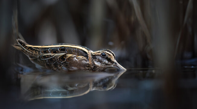 A little looper Lymnocryptes minimus hides in reeds from danger, very rare photo.