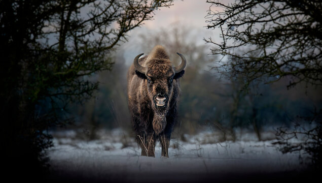 European bison resting on a snow meadow.