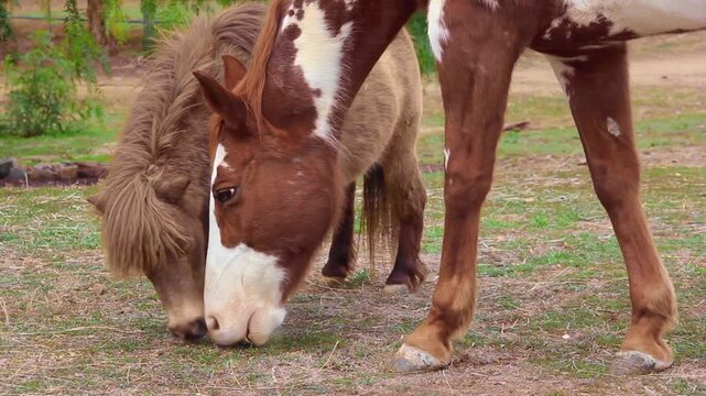 Paint horse and mini horse grazing closeup