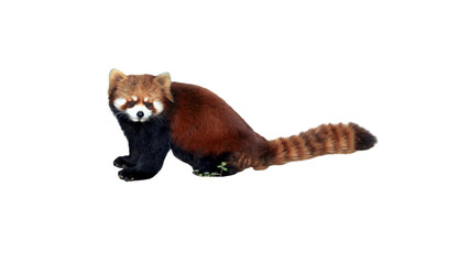 A red panda in a full-body side view, showing its reddish-brown fur, black legs, and long striped tail. © Yati