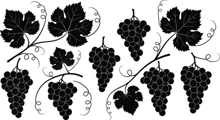 Obraz premium Black and white grapevine illustration with bunches of grapes and curling tendrils, elegant vineyard and wine harvest vector art for design and decoration