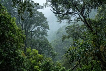 Misty Rainforest Canopy View with Lush Green Trees and Fog.