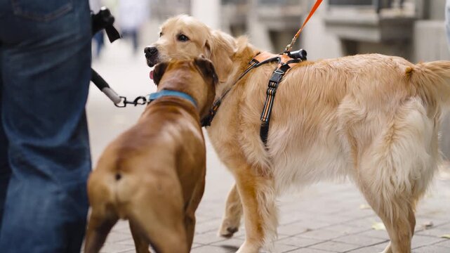 Boxer dog and a golden retriever playing together while on leashes during a walk in the city