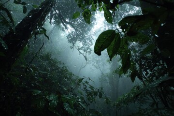Misty Rainforest Canopy View Looking Up Through Lush Green Foliage.