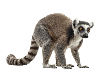 Obraz premium A Ring-tailed lemur facing the camera with its distinctive markings, a long ringed tail, and focused expression. Isolated Transparent Background, PNG