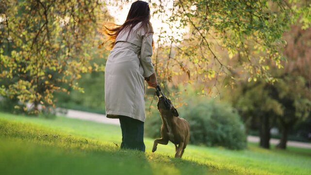 Happy young woman playing with her powerful dog in a lush green park. The energetic pet jumps and pulls a toy during a game of tug of war
