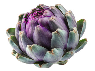 Obraz premium Close-up of a fresh artichoke. The artichoke has a vibrant purple color and is isolated Isolated Transparent Background, PNG