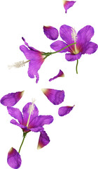 Falling Violet Hibiscus Flowers and Petals