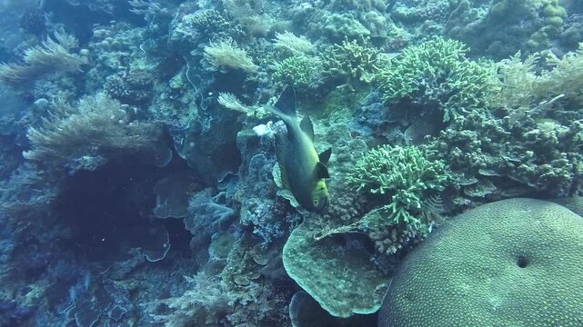 Second shot of snappers consuming coral spawn during dark reef spawning moment, Banda Sea.