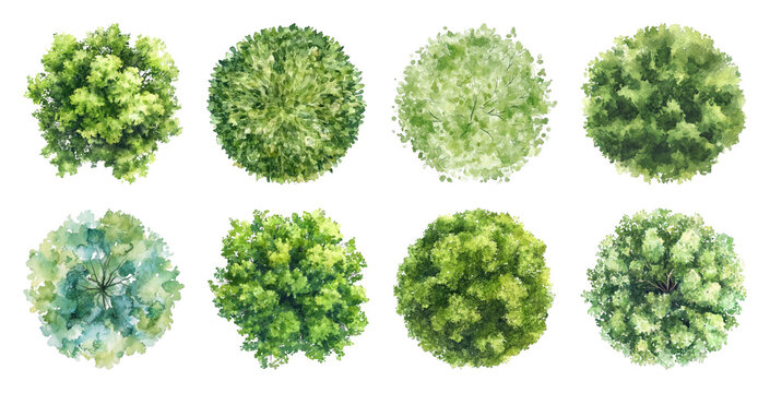 PNG Watercolor top view trees illustration, transparent background